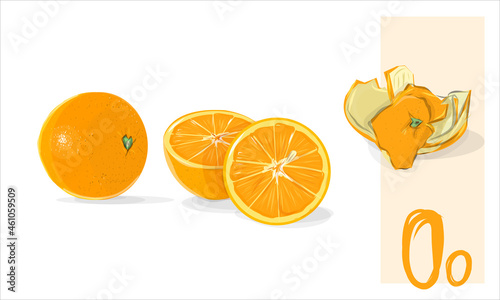 Orange fruit. Realistic illustration of tropical fruits. Exotic fruit in vector. Oranges, sliced, half and peels. Juicy art