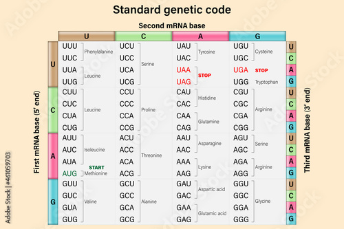 Genetic code. The three bases of an mRNA codon. Amino Acid Sequence.