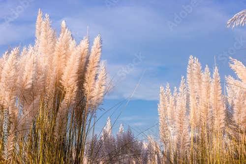 Fully mature bloomed kans grass or catkin flowers under the blue sky on a sunny day