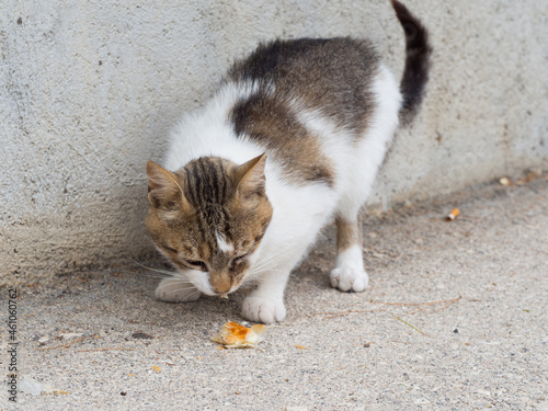 Stray cat on street in Croatia