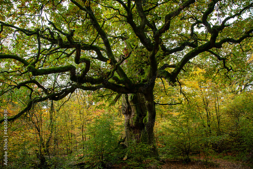 wunderschöne, uralte Eichen im Reinhartswald bei der SABA Burg.