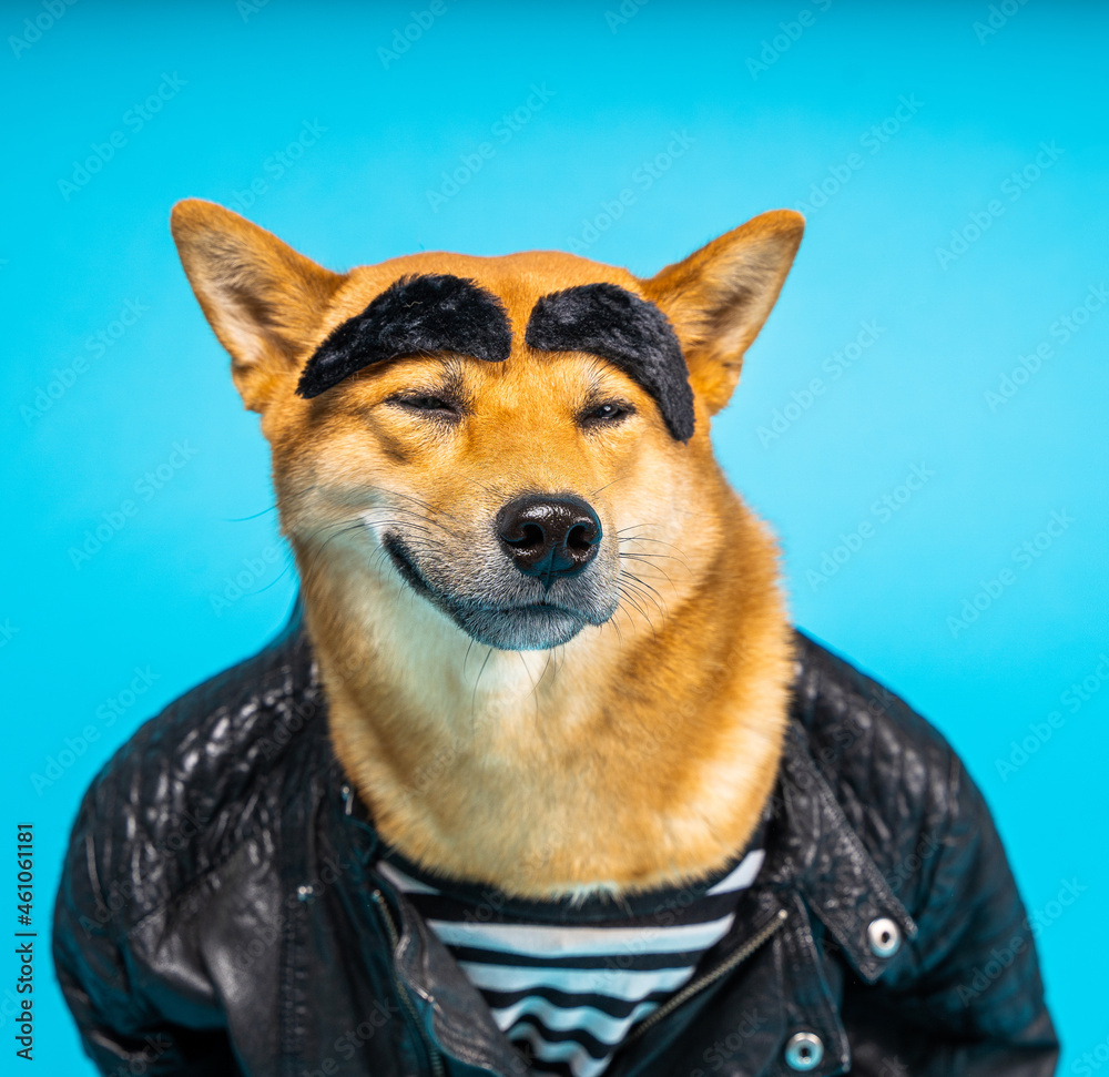 Funny dog Shiba Inu in leather jacket and striped t-shirt with wide  eyebrows satisfied cocky relaxed smiling face expression. Cool bad guy easy  going attitude. Fun joke animal theme. Blue background Stock