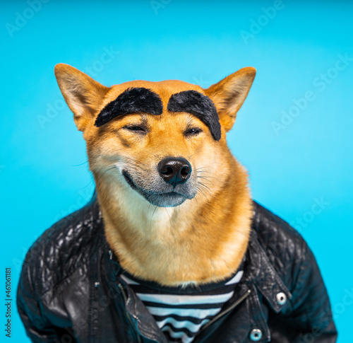 Funny dog Shiba Inu in leather jacket and striped t-shirt with wide eyebrows satisfied cocky relaxed smiling face expression. Cool bad guy easy going attitude. Fun joke animal theme. Blue background