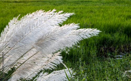 A bunch of white kans grass flowers blossomed near the rice field photo