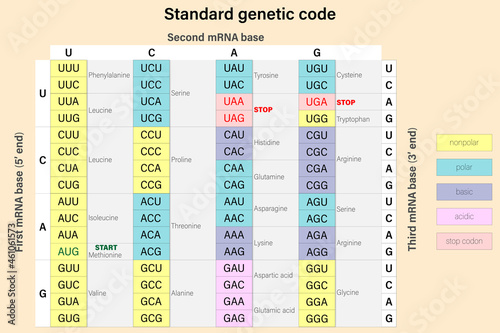 Genetic code. The three bases of an mRNA codon. Amino Acid Sequence.