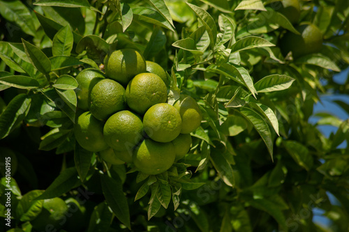 green oranges on a tree