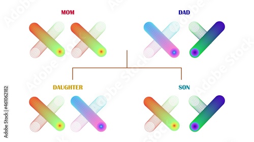 Diagram of male and female chromosomes in family. Ratio of x and y chromosomes in human family tree or offspring. Structure of hereditary traits from parents to children. Vector isolated illustration.