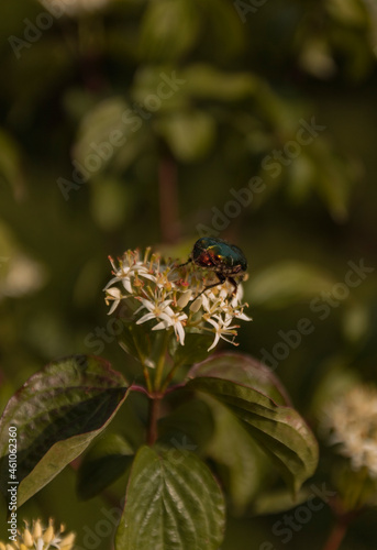 Green bug on the flower