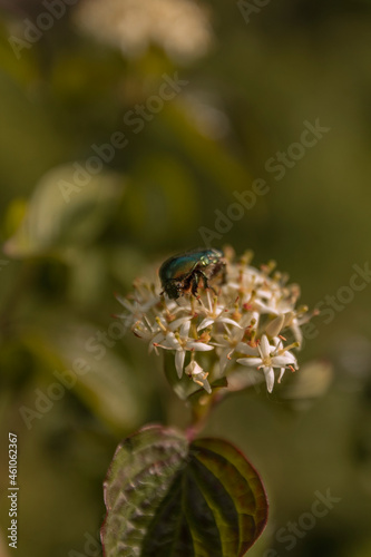 Green bug on the white flower