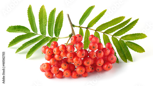 Ripe bunch of rowan berries or red mountain ash and green leaves