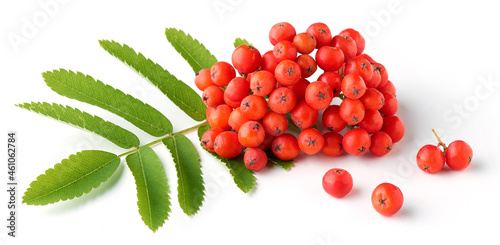 Obraz na plátne Ripe bunch of rowan berries or red mountain ash and green leaves