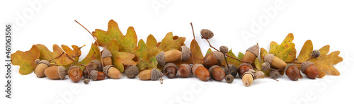 Autumn composition of acorns and oak leaves isolated on white background. Border of dry brown  yellow leaves and acorns. photo