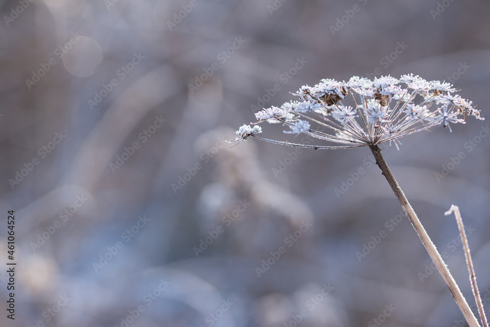 Abstract blurred soft bokeh background with Wild angelica plant dry compound umbels of flowers covered with white and shiny frost crystals, winter magic concept - obrazy, fototapety, plakaty 
