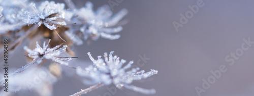 Abstract blurred bokeh soft web banner background with Wild angelica plant dry compound umbels of flowers covered with white and shiny frost crystals, winter magic concept © Ewa