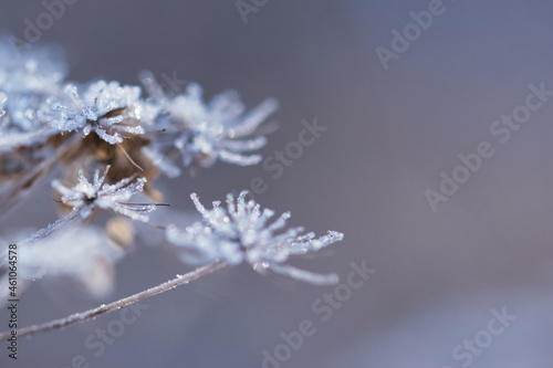 Abstract blurred soft bokeh background with Wild angelica plant dry compound umbels of flowers covered with white and shiny frost crystals, winter magic concept © Ewa