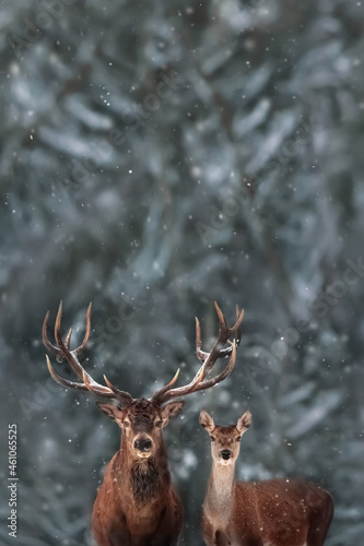 Noble deer male and female in winter snow forest. Copy space. Christmas card. © delbars