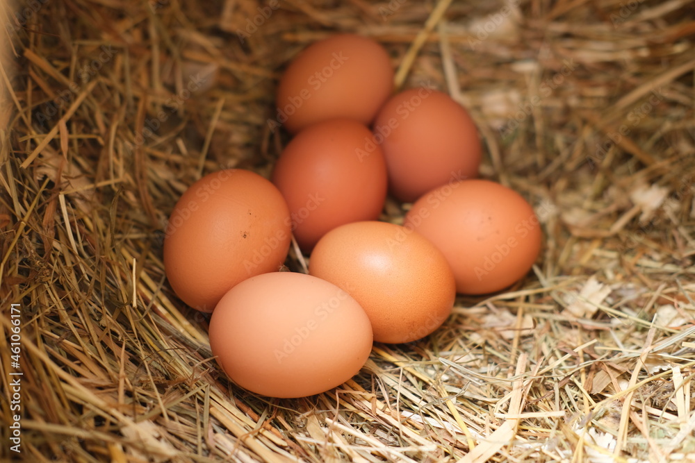 Fresh chicken eggs lie on the hay. The concept of agriculture and natural products.