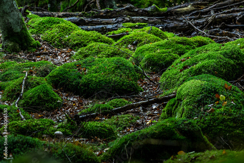 green moos in swedish wood