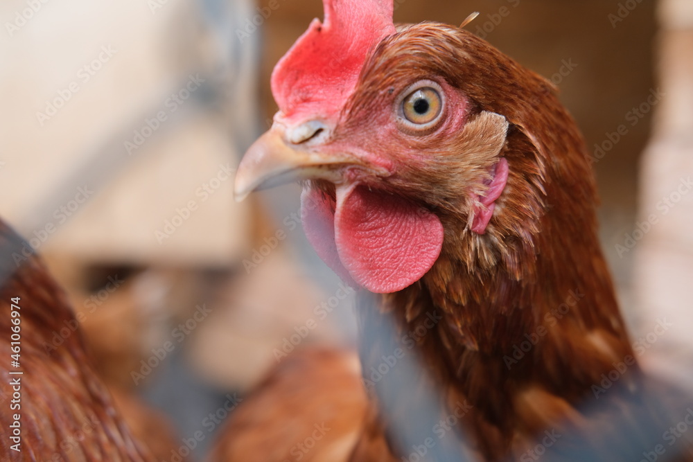 Naklejka premium Portrait of a brown hen in a hen house. Concept - homemade chicken, natural products and eggs.