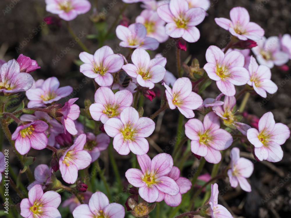 Close up of Saxifraga rosacea, Irish saxifrage. Beautiful pink spring flowers blooming in the rock garden. Gardening concept. Natural background. Selective focus, shallow depth of field