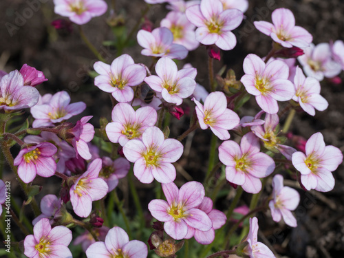 Close up of Saxifraga rosacea  Irish saxifrage. Beautiful pink spring flowers blooming in the rock garden. Gardening concept. Natural background. Selective focus  shallow depth of field