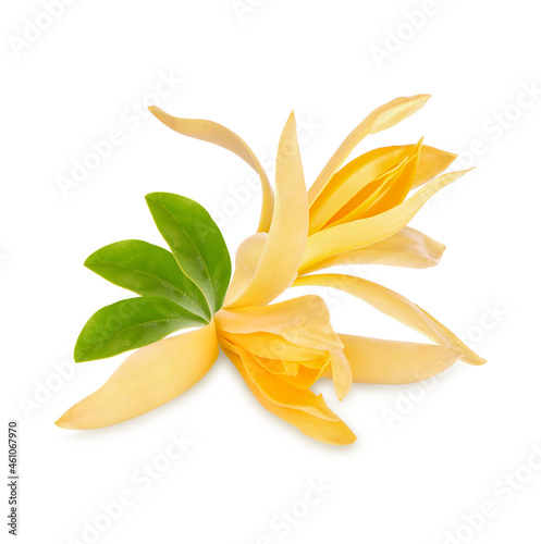 Champaca, Champa, Tree and flowers with medicinal properties on white background. photo