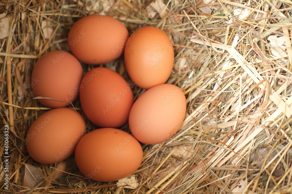Fresh chicken eggs lie in a hen house in the hay. Concept - agriculture, food and natural products.