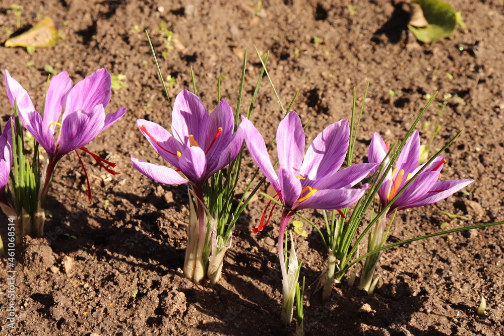 Crocus sativus, commonly known as saffron crocus, or autumn crocus. The crimson stigmas called threads, are collected to be as a spice. It is among the world's most costly spices by weight. Crocus sativus, commonly known as saffron crocus, or autumn crocus. The crimson stigmas called threads, are collected to be as a spice. It is among the world's most costly spices by weight.