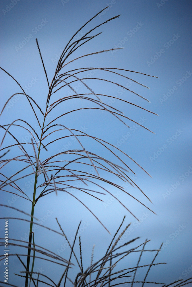 Obraz premium Blütenstauden des Silberährengrases vor blauem Himmel.