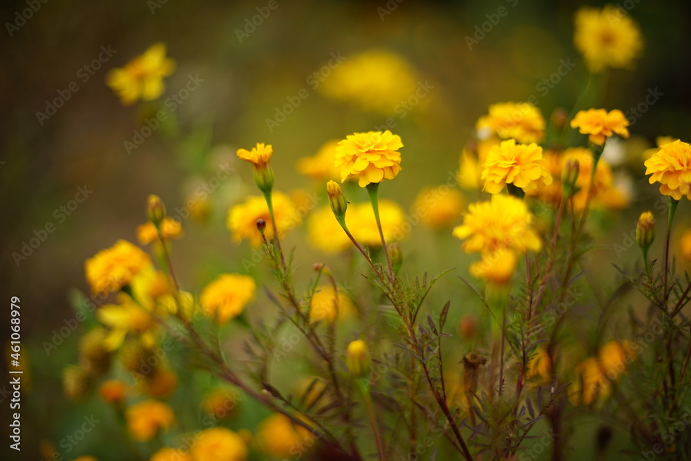 Autumn garden with yellow flowers marigold. Floral art card