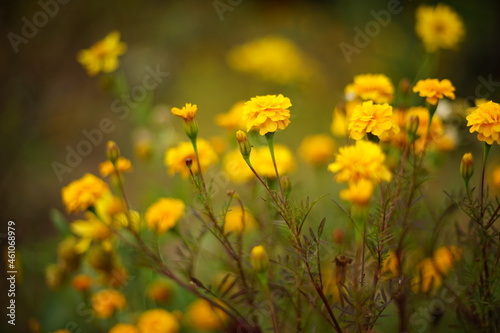 Autumn garden with yellow flowers marigold. Floral art card
