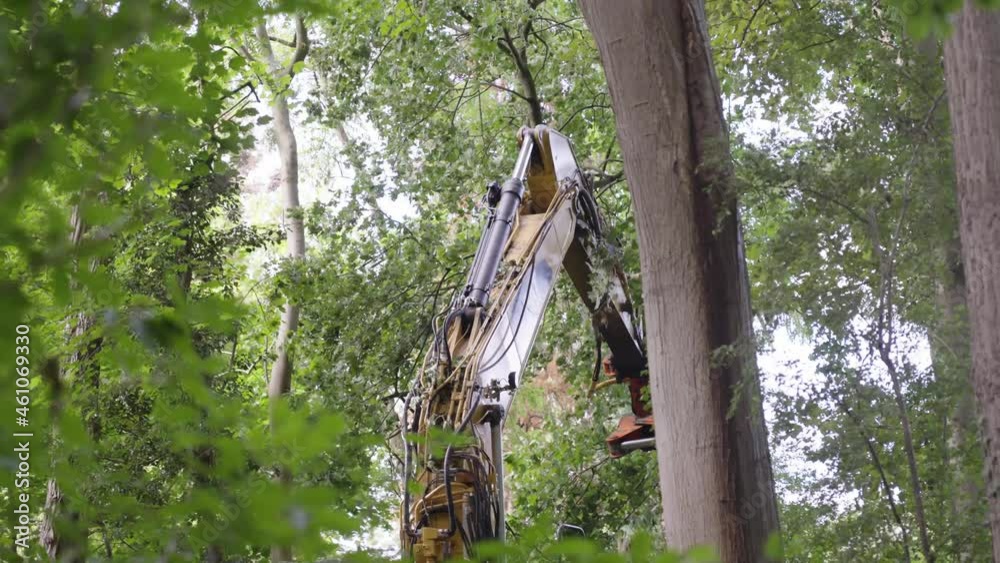 Tree Faller Machine Feller Buncher Machine Cut And Fell A Tree In The Forest. low angle ...