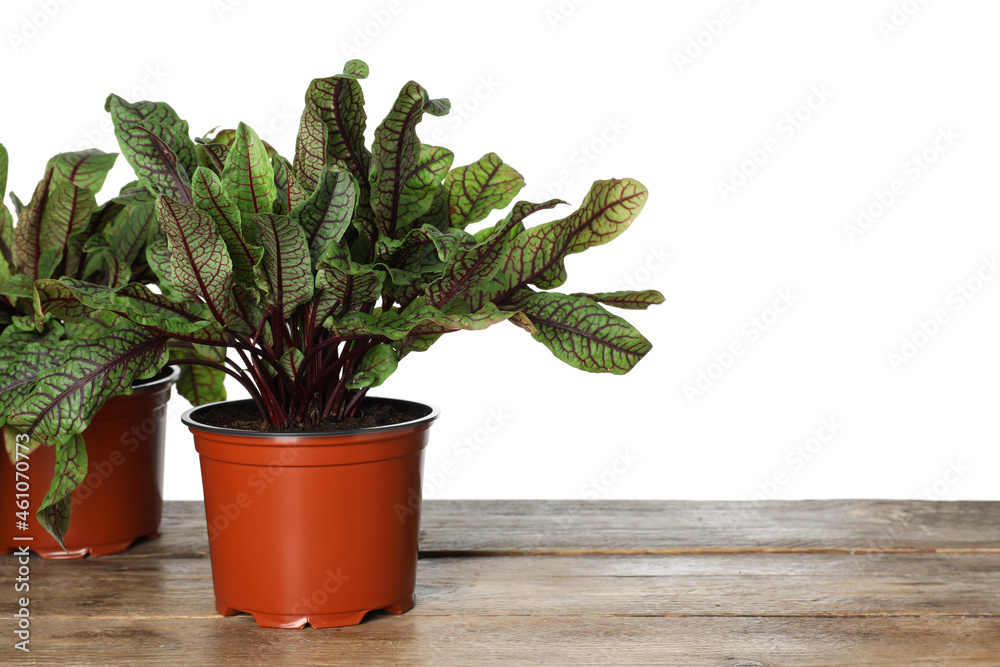 Sorrel plants in pots on wooden table against white background Sorrel plants in pots on wooden table against white background