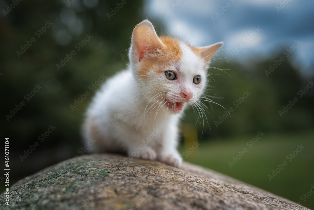 A beautiful young blue-eyed white-red kitten sits on a stone in the park.