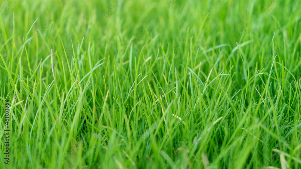 Natural grass field background. Lush green grass meadow background. Green grass texture. Shallow DOF
