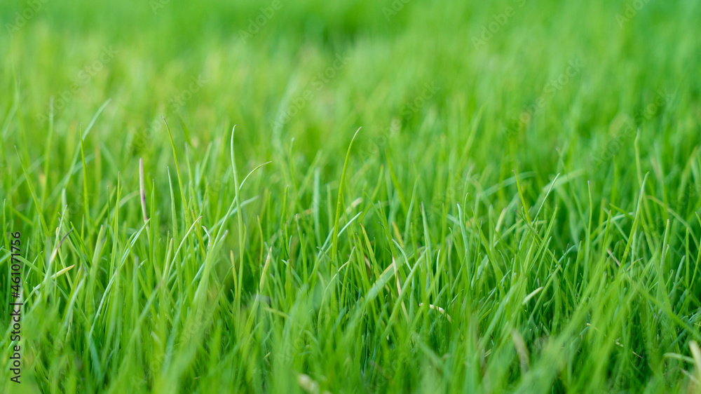 Natural grass field background. Lush green grass meadow background. Green grass texture. Shallow DOF Natural grass field background. Lush green grass meadow background. Green grass texture. Shallow DOF