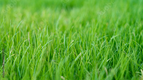 Natural grass field background. Lush green grass meadow background. Green grass texture. Shallow DOF