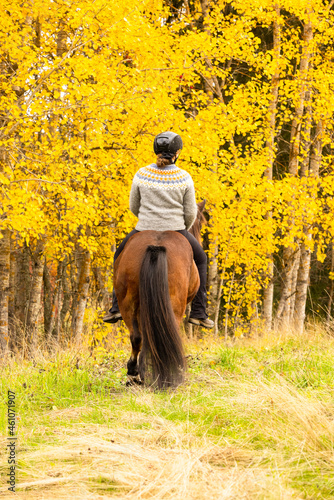  Icelandic horse in autumn season enviroment in Finland. Female rider. 