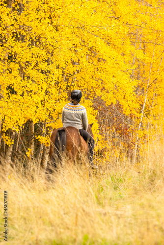  Icelandic horse in autumn season enviroment in Finland. Female rider. 