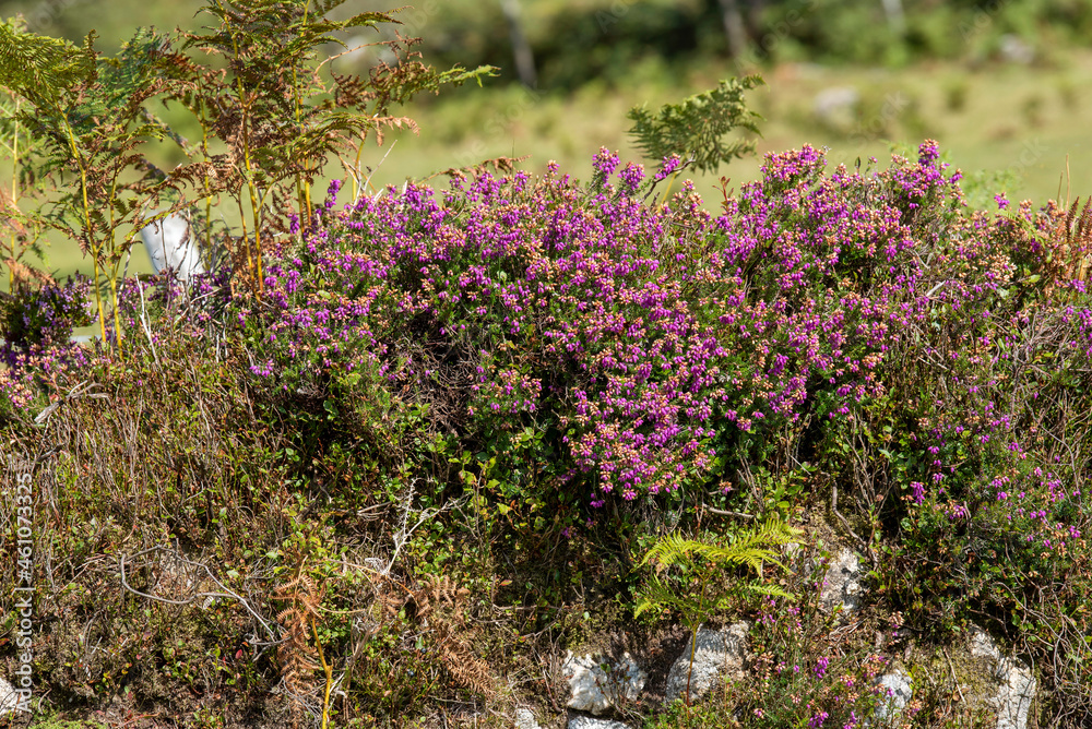 Dartmoor, Devon, England, UK. 2021. Heather growing on a dry stone wall on Dartmoor, Devon, UK. Dartmoor, Devon, England, UK. 2021. Heather growing on a dry stone wall on Dartmoor, Devon, UK.