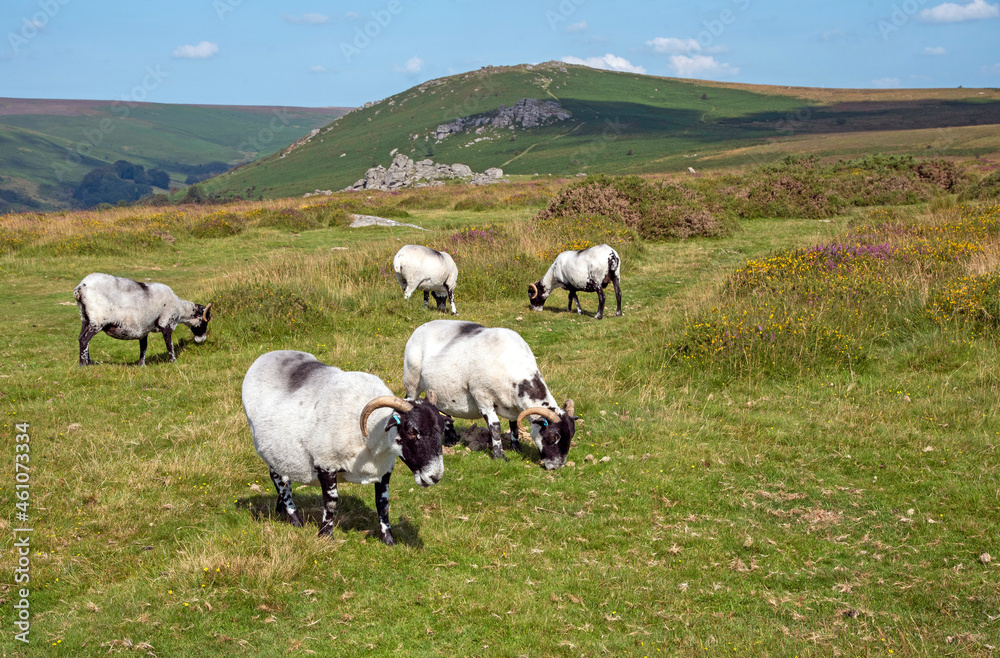 Dartmoor, Devon, England, UK. 2021. Scotch Blackface sheep grazing on Dartmoor above Widdecombe village, Devonshire, UK Dartmoor, Devon, England, UK. 2021. Scotch Blackface sheep grazing on Dartmoor above Widdecombe village, Devonshire, UK