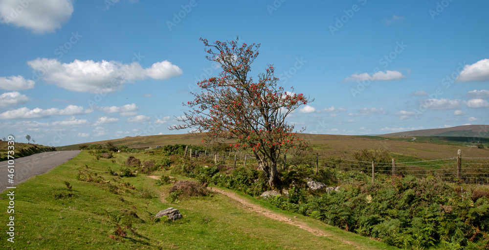 Dartmoor, Devon, England, UK. 2021.  A Mountain Ash tree with scarlet berries beside a narrow track on Dartmoor above Widecombe. Dartmoor National Park. UK. Sorbus aucuparia.