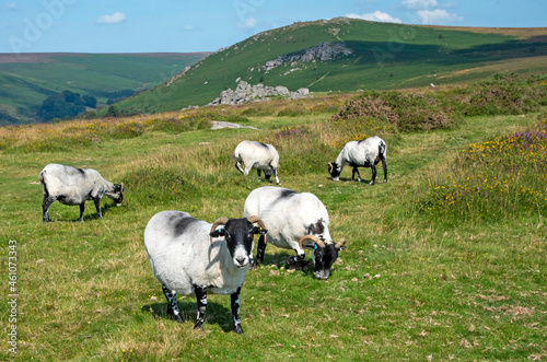 Dartmoor, Devon, England, UK. 2021. Scotch Blackface sheep grazing on Dartmoor above Widdecombe village, Devonshire, UK