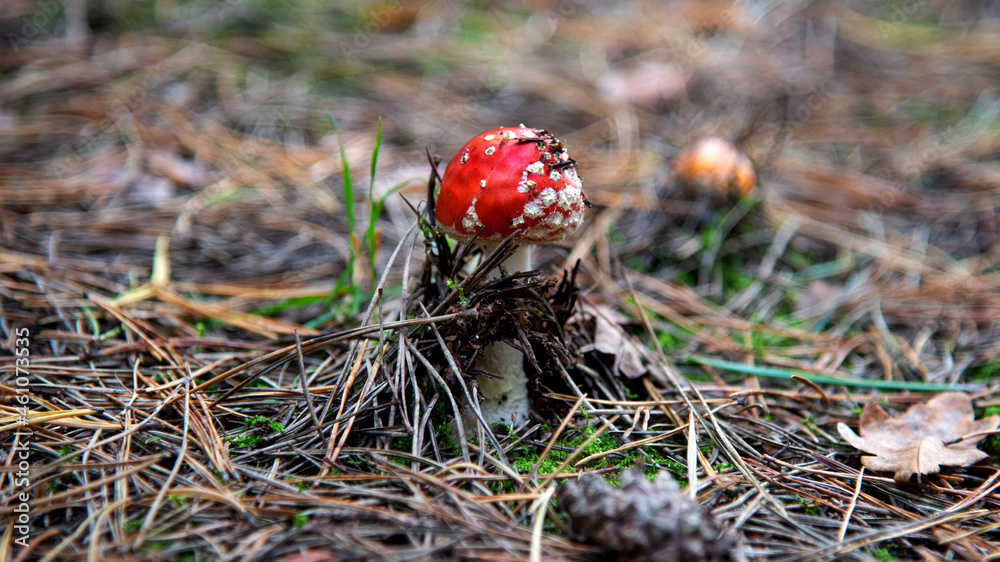 The fruiting body of a poisonous cap mushroom called the Red Fly Agaric growing in a pine grove near Fasty in Podlasie, Poland. The fruiting body of a poisonous cap mushroom called the Red Fly Agaric growing in a pine grove near Fasty in Podlasie, Poland.