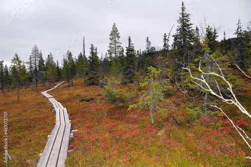 Wooden footway on road to mountain Kivakka in Paanajarvi national park, scenic landscapes of Karelia photo