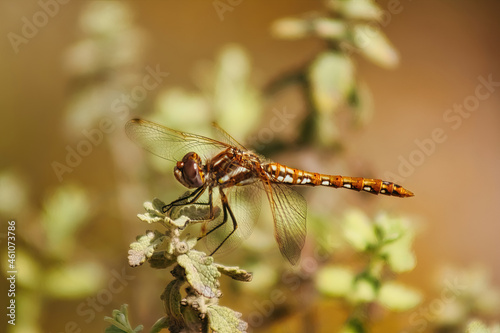 dragonfly on a branch © juanjomenta
