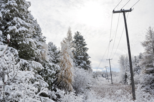 Wooden electricity poles and trees  in a snowy place