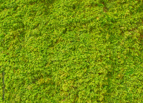 A lichen on the mountains. Rock in the moss.