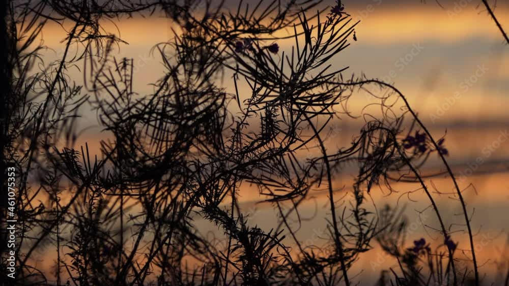Golden sunset through view of grass and plants silhouette Golden sunset through view of grass and plants silhouette