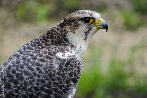 Peregrine falcon in national reserve near Lipetsk, Russia